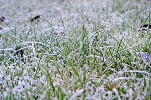 Tipps für die Pflege des Rasens im Winter
