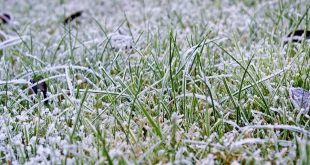 Tipps für die Pflege des Rasens im Winter